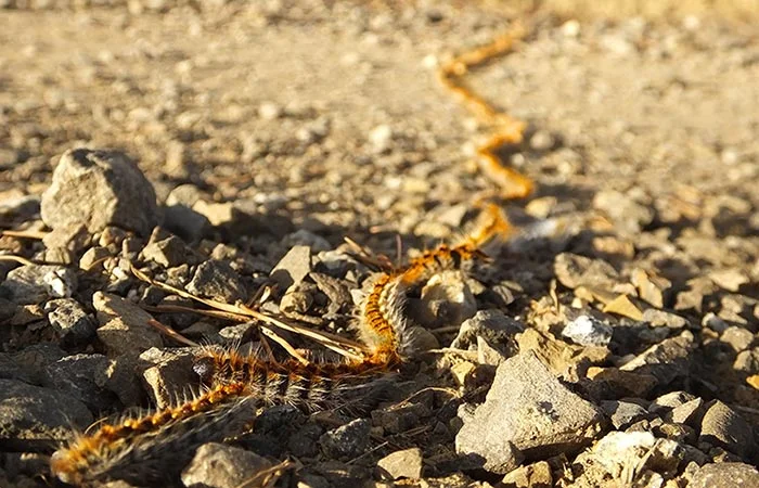 Oruga procesionaria del pino