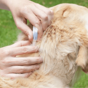 Kit desparasitación ANUAL 2026